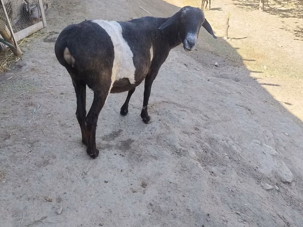 பெண் ஆடு, ஆடுகள்