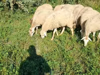 பெண் ஆடு, Karabakh sheep — புகைப்படம் 4