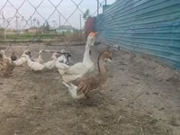 Geese — Foto 2