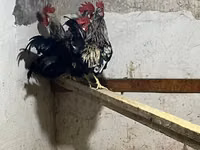 Chickens — Foto 2