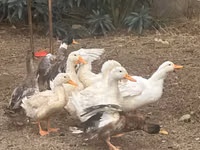 Ducks — foto 3