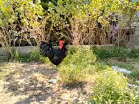 Avustralya Pit Oyun Tavuğu — foto 3