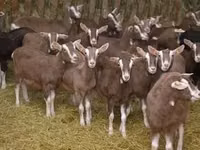 Keçi, Toggenburg goat — foto 2