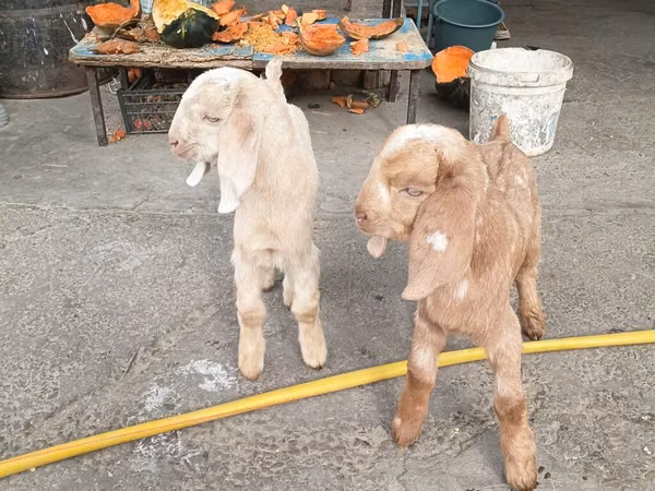 山羊（批次，未指定性别）, Beetal goats