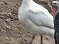 Geniş Göğüslü Beyaz — foto 6