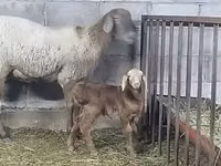 Owca, Arashan sheep — zdjęcie 1