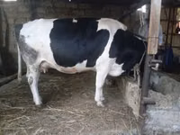 İnek, Russian Black pied cattle — foto 8