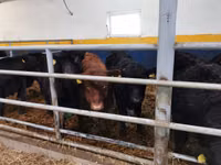 Taureau, Aberdeen-Angus — photo 4