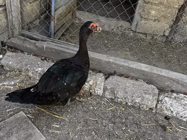 Ducks