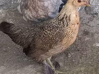 Yapon Bantam — 2-rasm