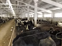 雌牛, Yaroslavl cattle — 写真 7