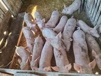 Чочколор (партия, жынысы көрсөтүлгөн эмес), Чочколор — сүрөт 4