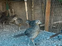 Guinea fowl — 写真 1