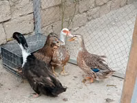 Ducks — الصورة 3