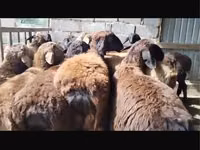 Baran, Owce — zdjęcie 1