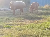 Widder, Rhon sheep — Foto 6