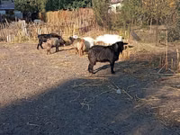 Bode, Cabras — foto 5