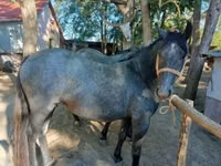 Horse (M), Horses — photo 5
