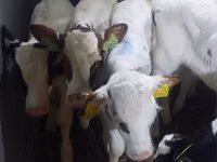 காளை, Simmental cattle — புகைப்படம் 1