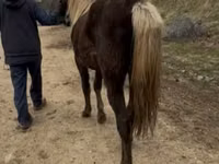 Kısrak, Rocky Mountain Horse — foto 5