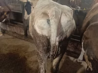 بقرة, Simmental cattle — الصورة 2