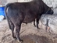 母牛, Holstein breed — 照片 2