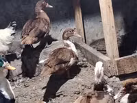 Ducks — foto 1