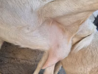 Koza, Saanen goat — foto 3
