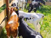 Bydło (partia, płeć nieokreślona), Russian Black pied cattle — zdjęcie 1