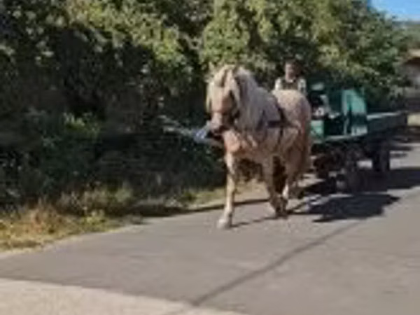 Klisna, Koně