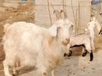 母山羊, Goats — 照片 7