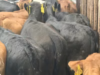 Rinder (Partie, Geschlecht nicht angegeben), Simmental cattle — Foto 7