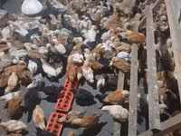 Chickens — foto 3