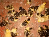 Ducks — zdjęcie 2