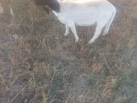 பெண் ஆடு, Dorper sheep — புகைப்படம் 1