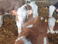 Buqa, Simmental cattle — 7-rasm