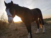 Cavalo, Cavalos — foto 4