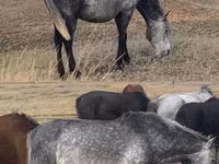 Kůň, Kazakh horse — foto 4
