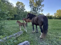 母马, Gypsy horse — 照片 6