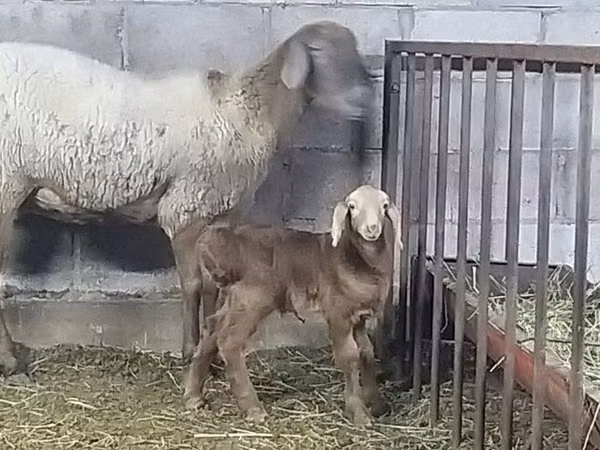Owca, Arashan sheep