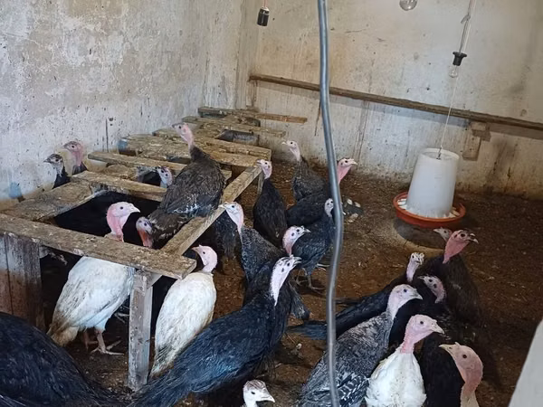 Turkeys — Ozarbayjon