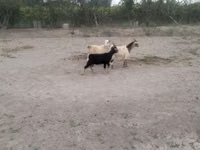 Kozy (partia, płeć nieokreślona), Kozy — zdjęcie 1