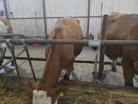 母牛, Simmental cattle — 照片 1