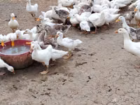 Deutscher Pekin — Foto 6