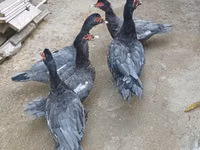 Domestic Muscovy — 5-rasm