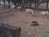 Qoç, Cerry Hill sheep — foto 5