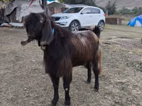 თხა, თხები — ფოტო 3