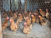 Chickens — الصورة 1