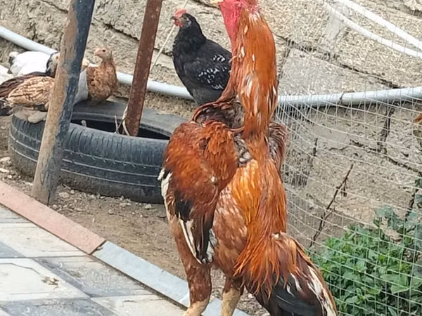 Chickens