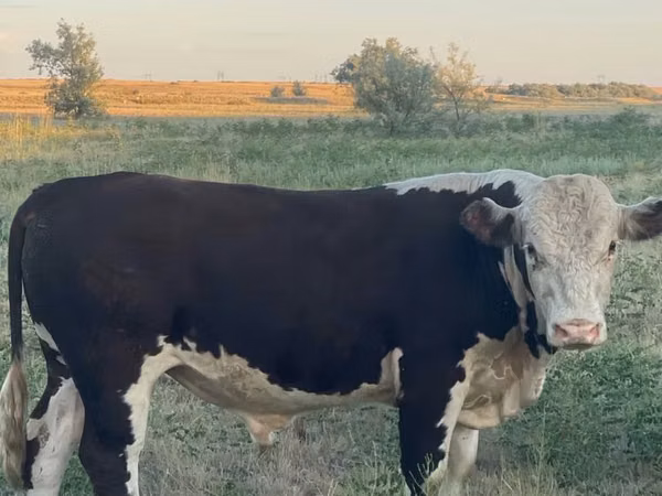Buqa, Qozog'iston oq boshli sigir